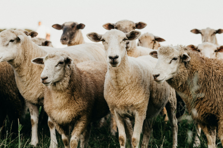 24SEDAM PANČEVO Farmer iz Pločice uzgaja ovce koje troše manje hrane od domaćih, a daju više jaganjaca