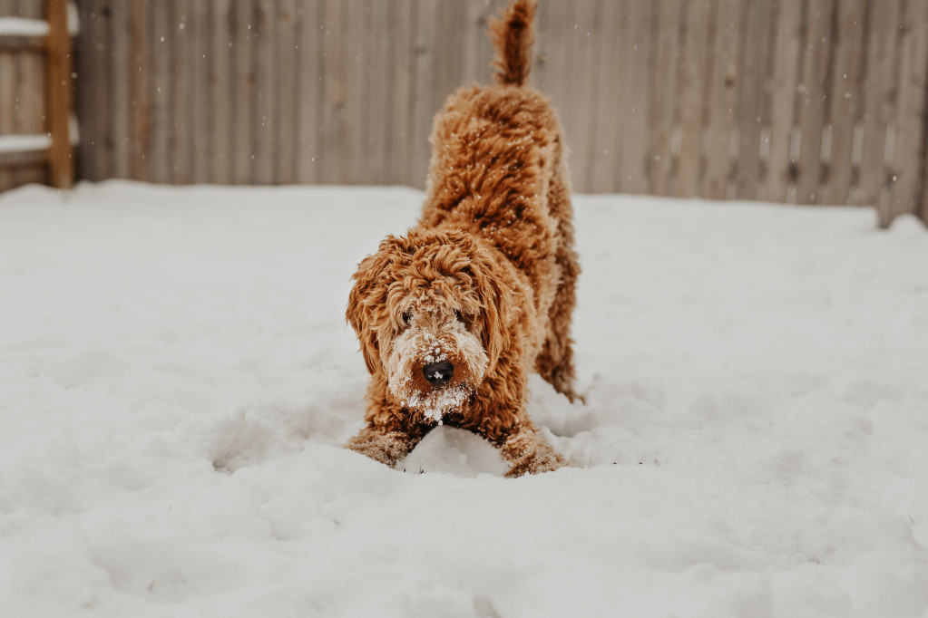 Dilema vlasnika pasa svake zime: Da li bi njihov ljubimac trebalo da nosi obuću?