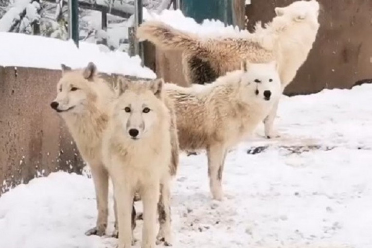 Zavijanje vukova odzvanja Vrtom dobre nade: Poslušajte ovu zimsku melodiju (VIDEO)