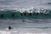 Više od 40 retkih crnih delfina uginulo nakon što su se nasukali na ostrvo Luis