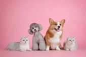 Pet happening – revijalna izložba pasa i mačaka u "Galeriji": Biraju se najlepše njuškice i šapice