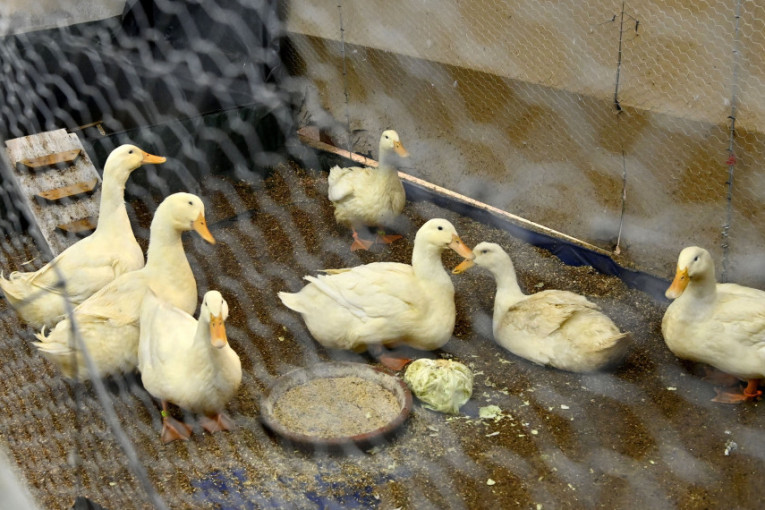 Hrabri spasioci ljubimaca prinuđeni su da prestanu sa radom! Animal Rescue izdao tužno saopštenje, čeka se reakcija Grada