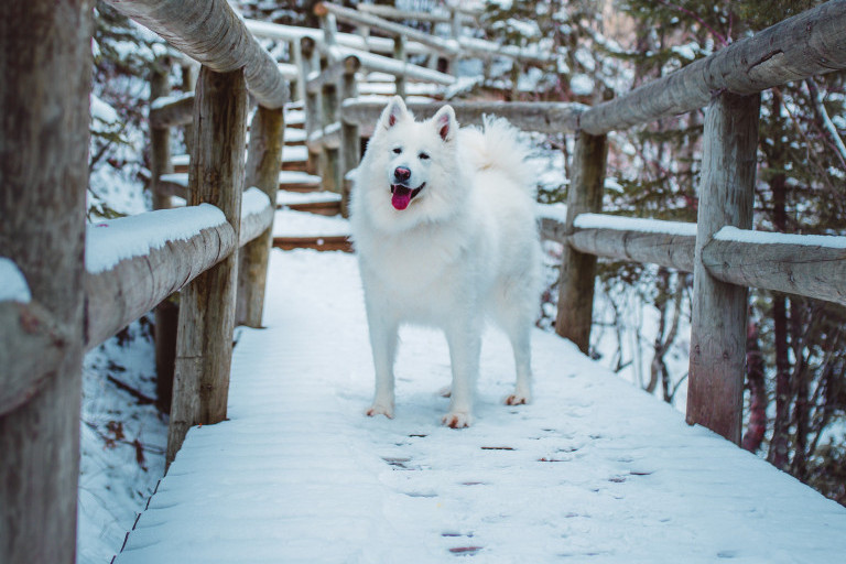 Korisni saveti za igru i šetnju psa po snegu i niskim temperaturama