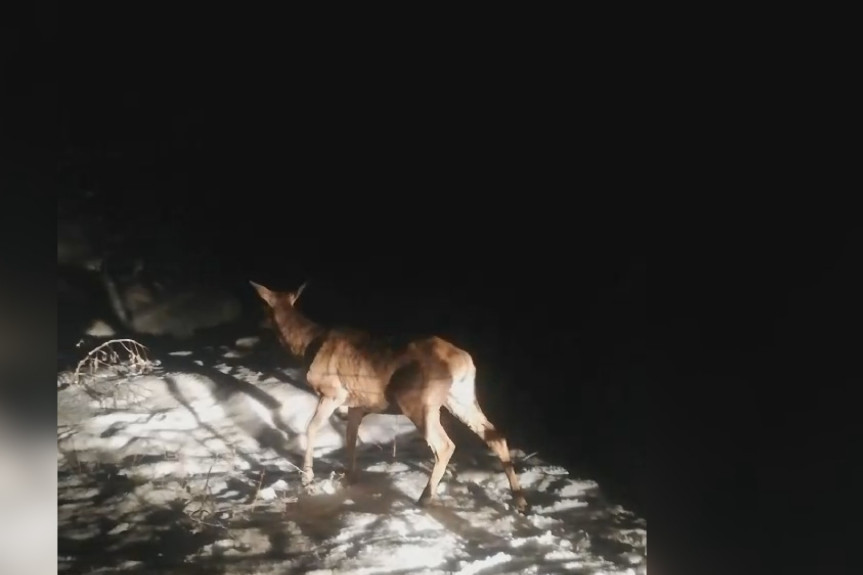 Novi stanovnici Zlatibora su pravi šumski lepotani: Na srpsku planinu iz ravne Vojvodine stiglo još deset jelena