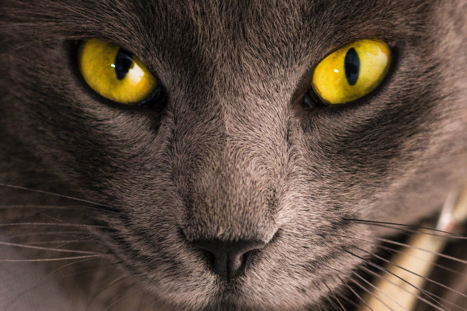 Nije svaka maca mala mica: Ovo je pet „najzločestijih“ rasa mačaka (VIDEO)