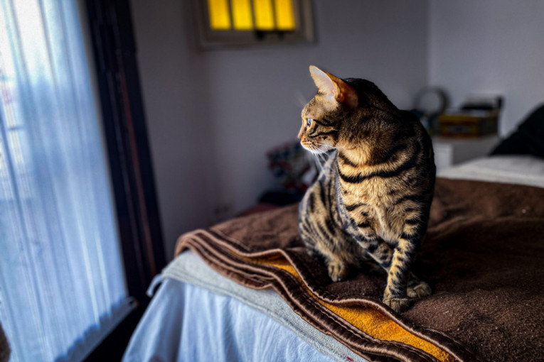 "Uključite zvuk, ovo je važno": Mačka iznenada izjurila iz kreveta, pa napravila haos po kući (VIDEO)