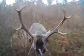Lovac postao plen: Spremio se da ubije jelena, a ovaj mu se iz galopa zabio u lice (UZNEMIRUJUĆI VIDEO)