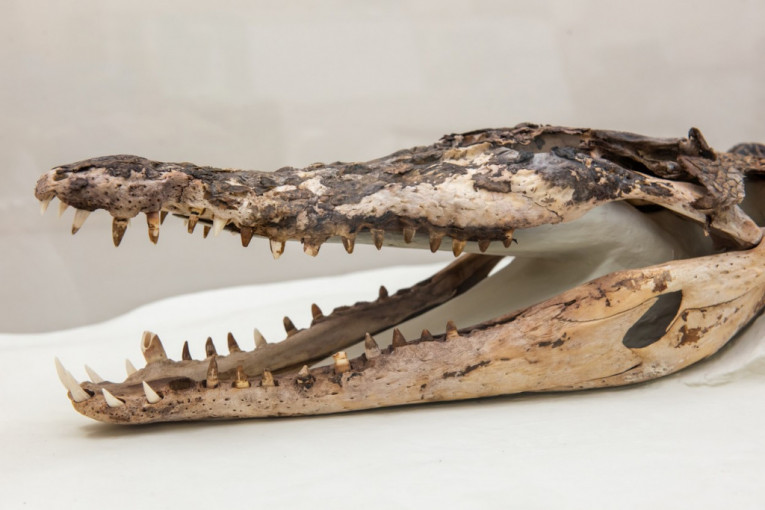 "Ovo su bili najveći predatori": Naučnici otkrili dve nove vrste krokodila