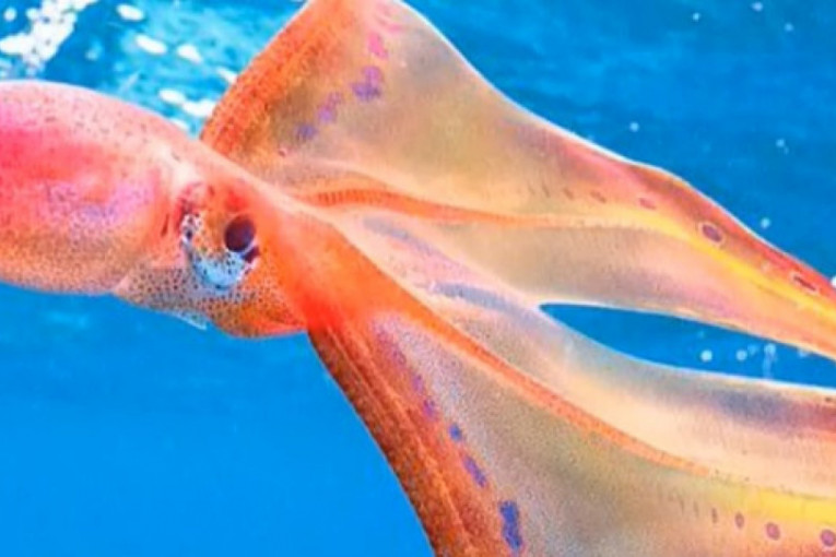 U moru snimljeno neobično stvorenje nakon 20 godina! Kad se uplaši pokrije se "ćebetom"(VIDEO)