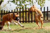 Šta ako vas ili vašeg ljubimca napadne drugi pas: Koje su to najčešće greške i kako da se odbranite