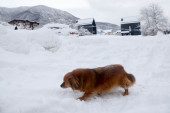 Devojčica se izgubila u snežnoj oluji: Preživela tako što je grlila psa lutalicu!