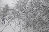 Sneg zadao muke meštanima nadomak Topole: Visoko rastinje se sručilo na put (FOTO)