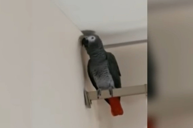 Papagaj pravoslavnog monaha naučio molitve: Ptica bila agresivna kada je došla, sada smireno izgovara reči (VIDEO)