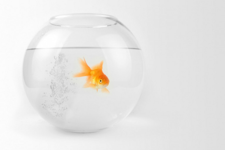 Kako okrugli akvarijum deluje na ribice? Jedna francuska kompanija hitno prestaje da ih prodaje