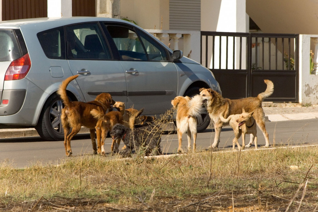 Veliki požar u Novom Sadu! Goreo objekat u Limanskom parku (VIDEO)