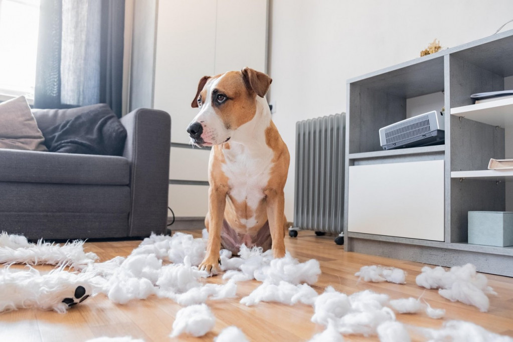 Vaš pas je neposlušan i uništava stvari: Može postojati nekoliko razloga zbog kojih je nervozan