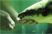Publicitet mu nije stran, o njemu se piše već decenijama: Metuzalem je najstarija akvarijumska riba na svetu (VIDEO)