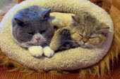 Buldog je odlučio da istera mačke iz ležaljke na nimalo prijatan način - smradom (VIDEO)