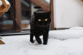 Nisu sve mačke u ratu sa snegom, neke obožavaju da se igraju na njemu (VIDEO)