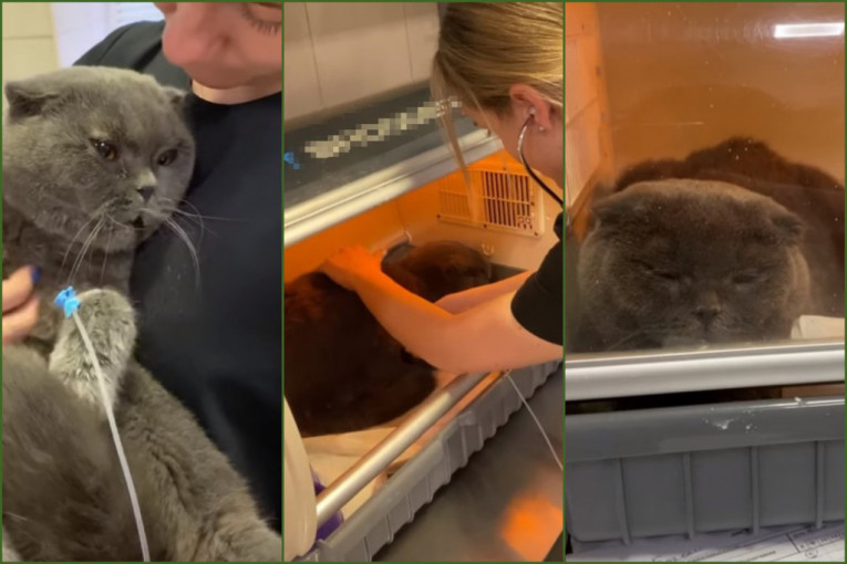 Ukrajinski veterinari u šoku, Broša definitivno ima devet života: Mačak se prao u veš-mašini čitavih pola sata - i preživeo (VIDEO)