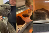 Ukrajinski veterinari u šoku, Broša definitivno ima devet života: Mačak se prao u veš-mašini čitavih pola sata - i preživeo (VIDEO)