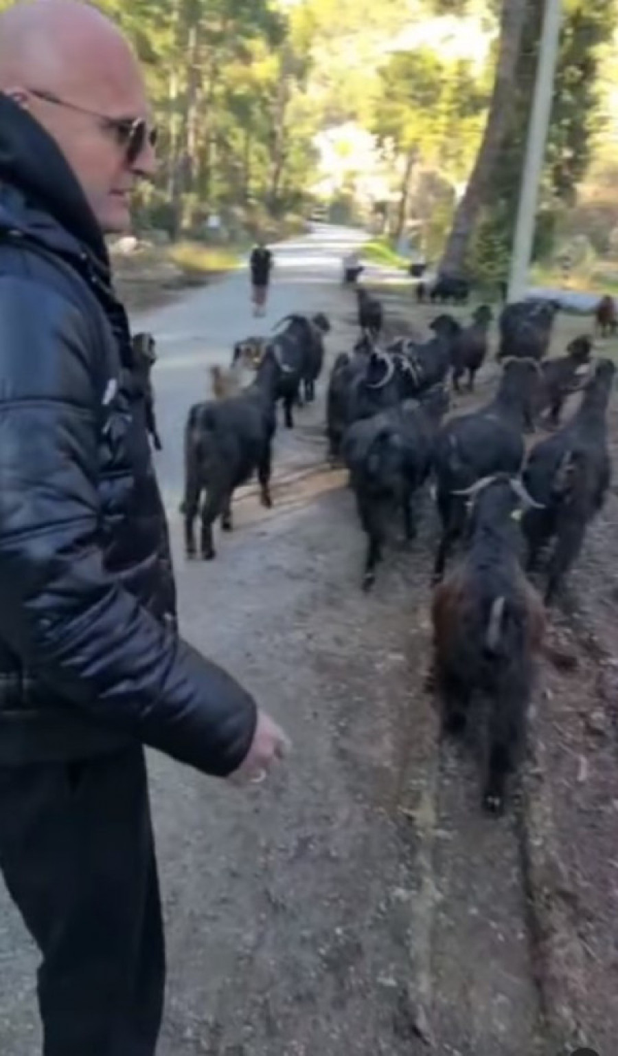 Mili otpočeo novi biznis! Kompozitor uhvaćen među kozama na selu (VIDEO)