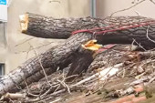 Naverovatna scena u Beogradu: Drvo palo na kuću i probilo krov - pukom srećom izbegnuta tragedija (FOTO/VIDEO)
