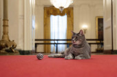 Novi ljubimac porodice Bajden: Zelenooka mačka Vilou se uselila u Belu kuću (FOTO)