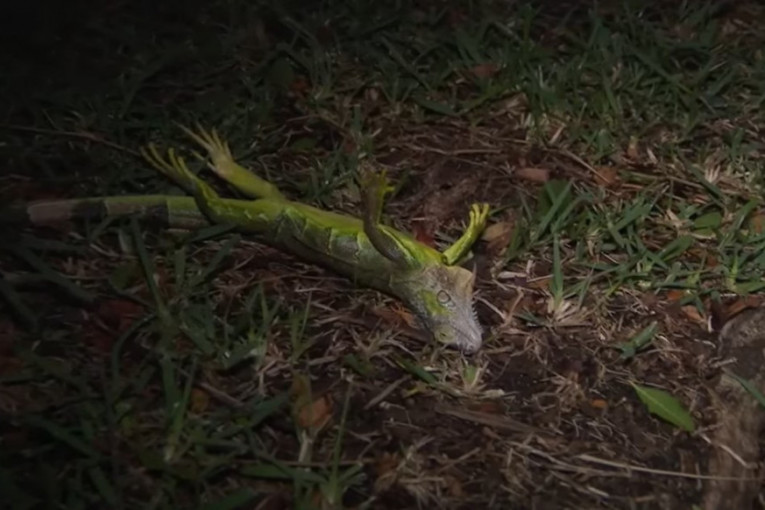 Toliko je hladno na Floridi da iguane padaju sa drveća! (VIDEO)