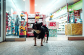 Pas je urinirao nasred prodavnice, a gest njegove vlasnice pokrenuo je žustru raspravu (VIDEO)