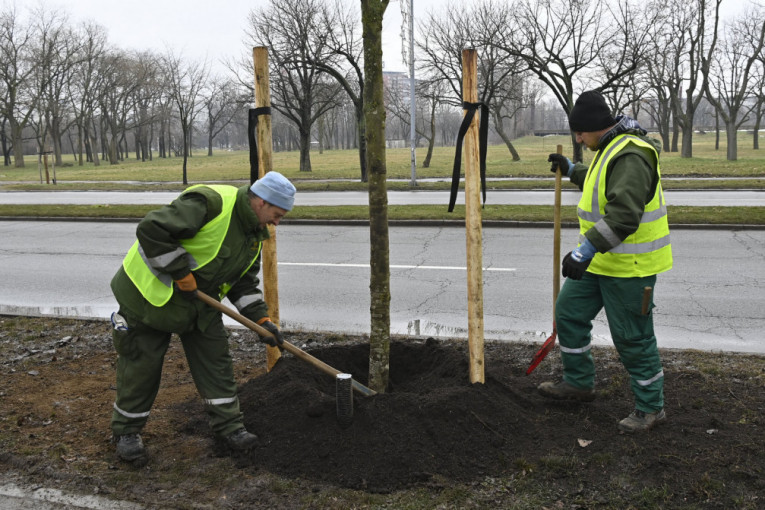 Novih 12 stabala opet krase Bulevar Nikole Tesle: Posađeni na mestu gde su vandali oštetili drvored (FOTO)