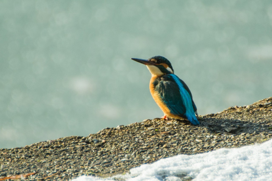 Močvare kao oaze biodiverziteta: Završen Međunarodni popis ptica vodenih staništa (FOTO)