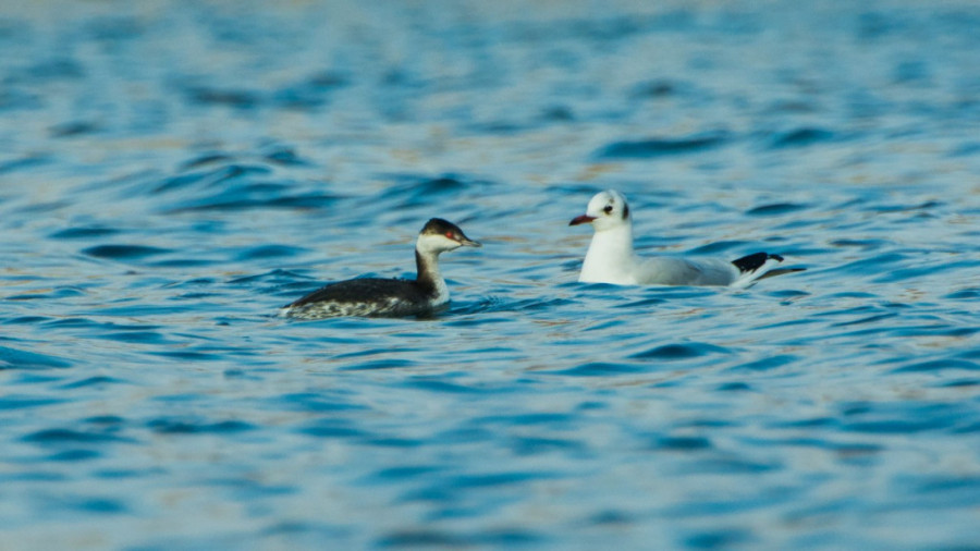 Močvare kao oaze biodiverziteta: Završen Međunarodni popis ptica vodenih staništa (FOTO)
