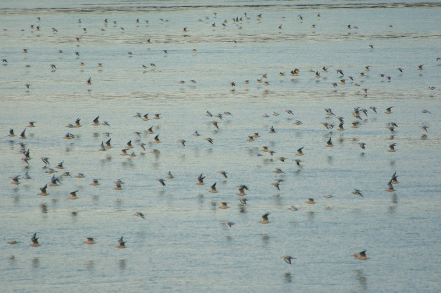 Močvare kao oaze biodiverziteta: Završen Međunarodni popis ptica vodenih staništa (FOTO)