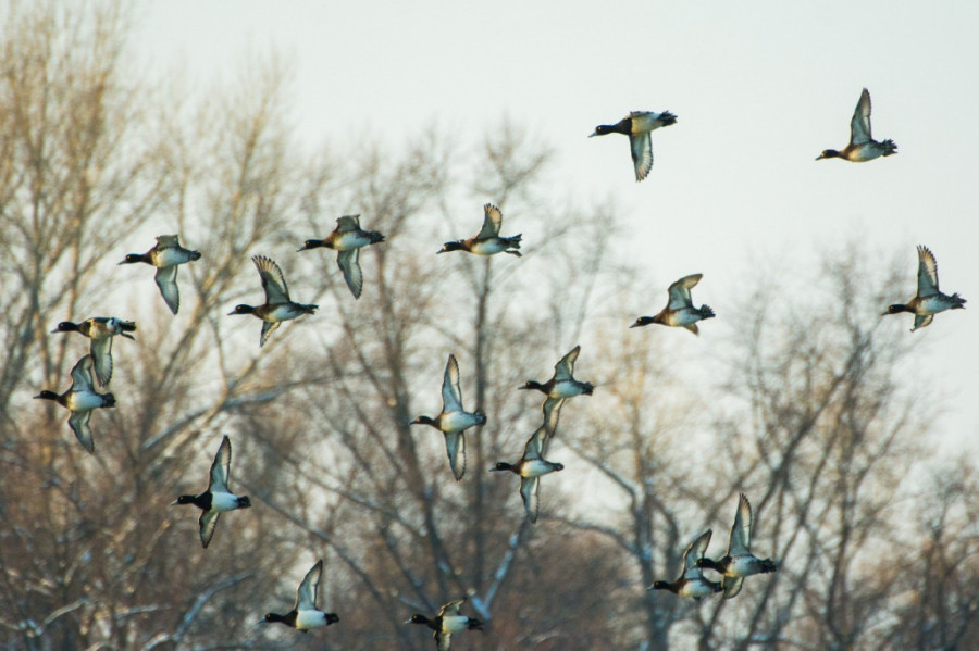 Močvare kao oaze biodiverziteta: Završen Međunarodni popis ptica vodenih staništa (FOTO)