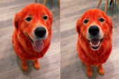 Optužili je za zlostavljanje: Farba svog psa u crveno, a kada budete čuli zašto to radi, šokiraćete se (VIDEO)