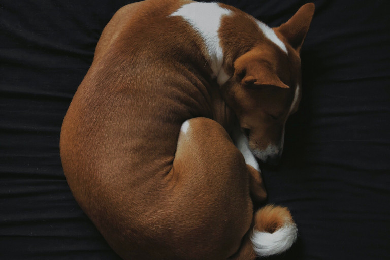 Da li znate zašto vaš pas spava sklupčan, a nije stvar u tome da mu je tako najudobnije?