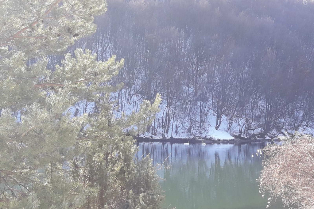 Neverovatne slike sa jezera kod Nove Varoši: Vodom plove dva bela labuda, izgubili svoje jato i zimu provode u blizini Zlatara (FOTO)