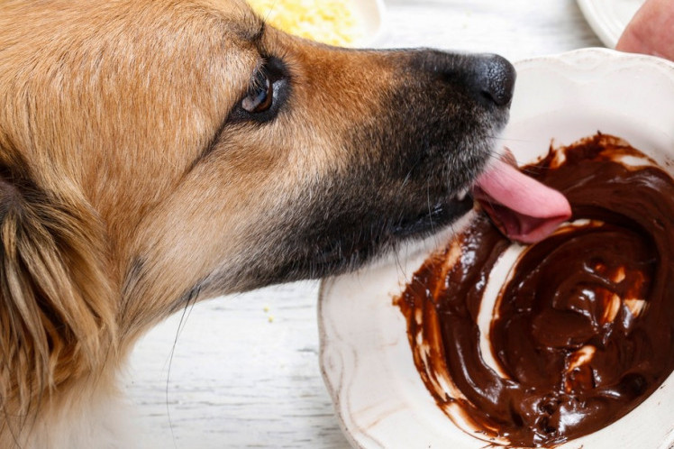 Psi i čokolada – sve što je potrebno da znate ukoliko se desi da vaš pas pojede čokoladu