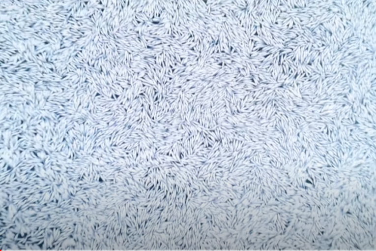 Ne, ovo na fotografiji nije pirinač! Na hiljade uginulih riba pluta po Atlantskom okeanu! (VIDEO)
