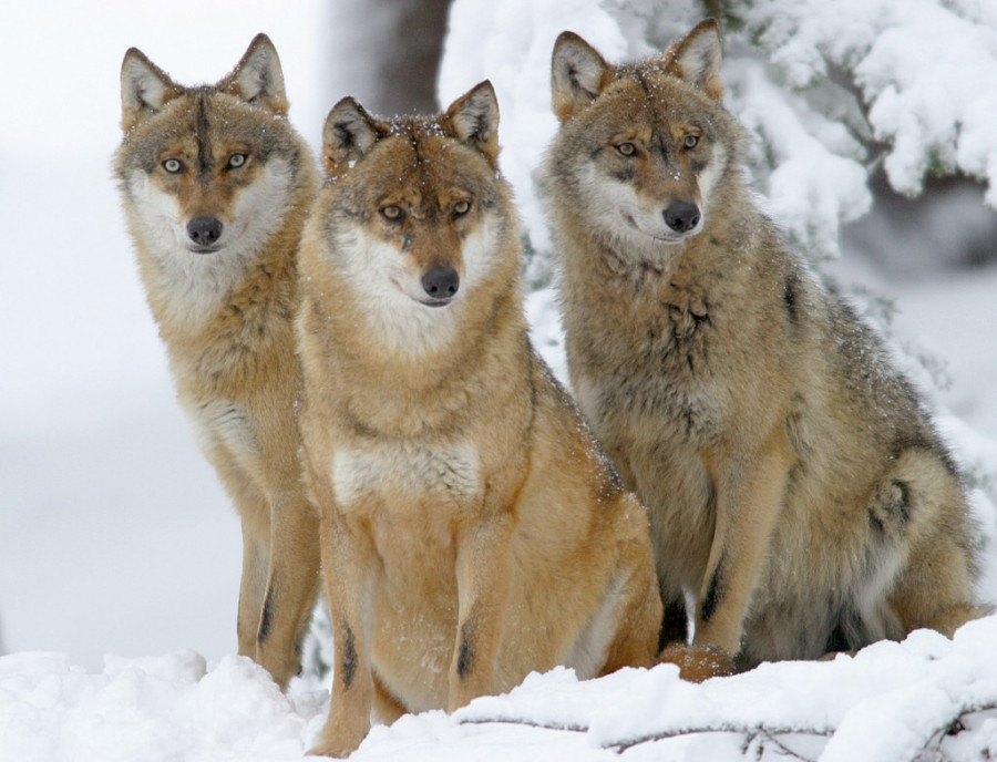 Fascinantan svet vukova: Kraljevi divljine i njihova uloga u srpskom folkloru (FOTO)
