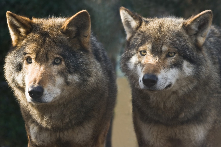 "Ovo se odavno nije dogodilo": Čopor vukova snimljen tokom noći u okolini Trstenika, oglasilo se lovačko društvo (VIDEO)