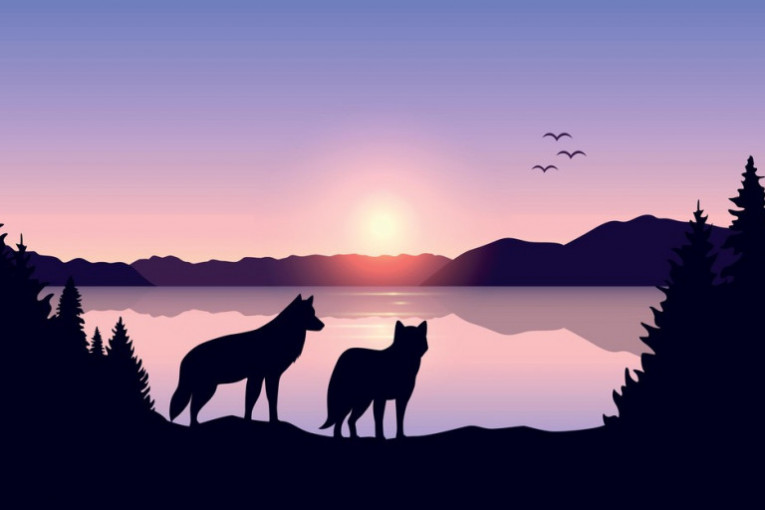Ovo su 5 neverovatnih činjenica o vukovima