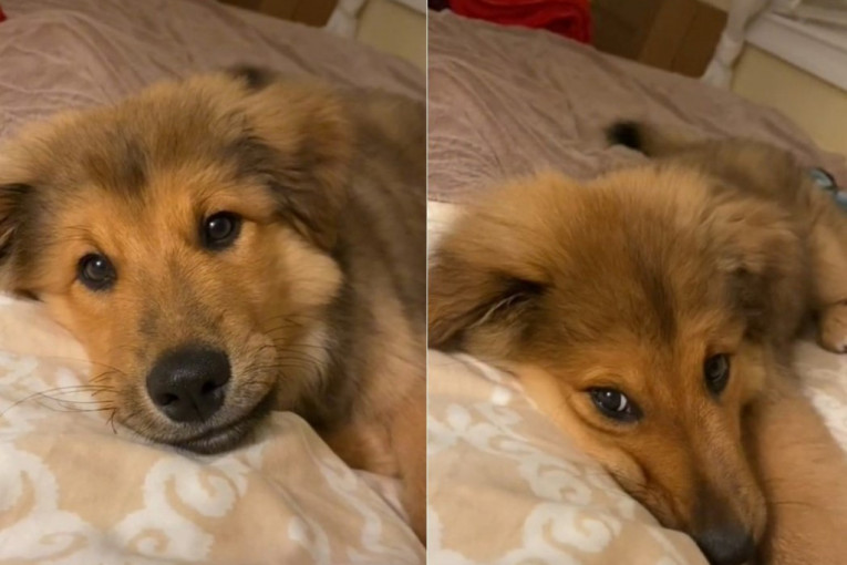 Prvi put dozvolila psu da se popne na krevet - njegova reakcija će vas raznežiti (VIDEO)