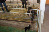 Nole ovim gestom sve dirnuo u srce: Družio se sa domaćim životinjama, jagnje držao u rukama!