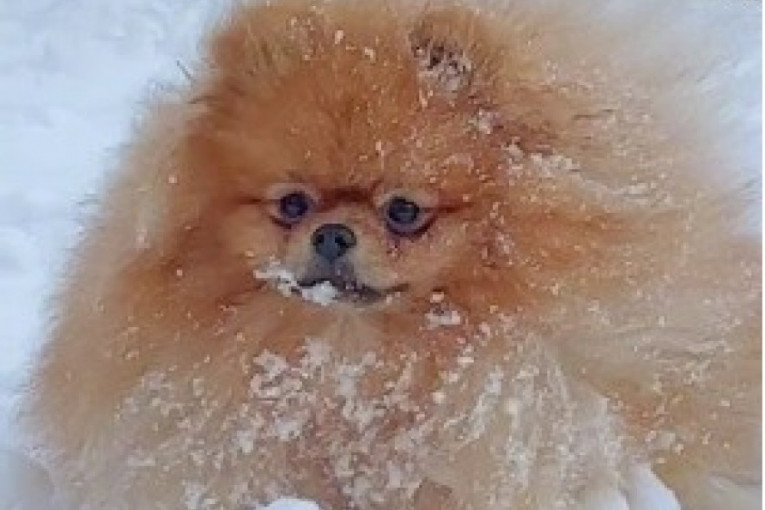 Pomeranac pahuljica: Urnebesni snimak psa koji se igra u snegu i pretvara u grudvu nasmejao internet
