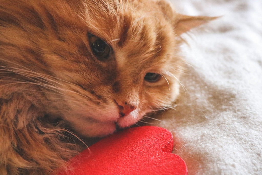 Mačke kao lek za srce: Kako prisustvo mace u vašem životu utiče na kardiovaskularni sistem?