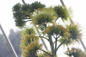 Čudo u Botaničkoj bašti "Jevremovac": Pogledajte cvet koji smo čekali 130 godina!  (FOTO)