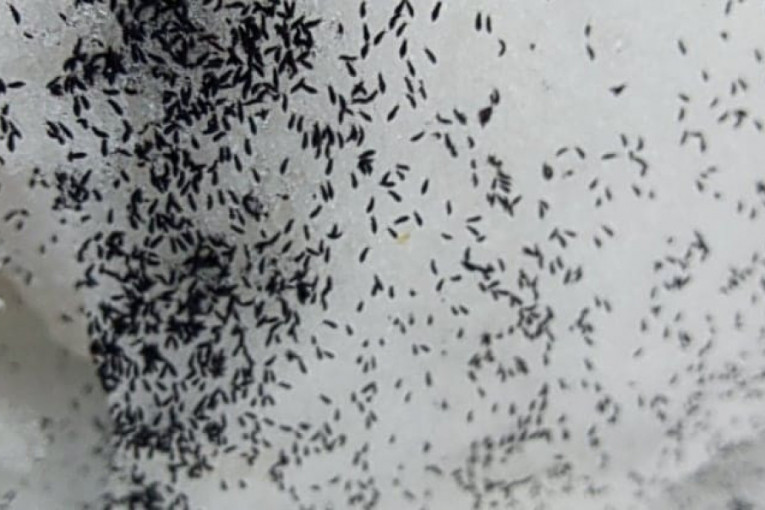 Prizori su jezivi, dok hodate insekti vam skaču na noge: Crne bube na snegu danima seju strah u užičkim selima