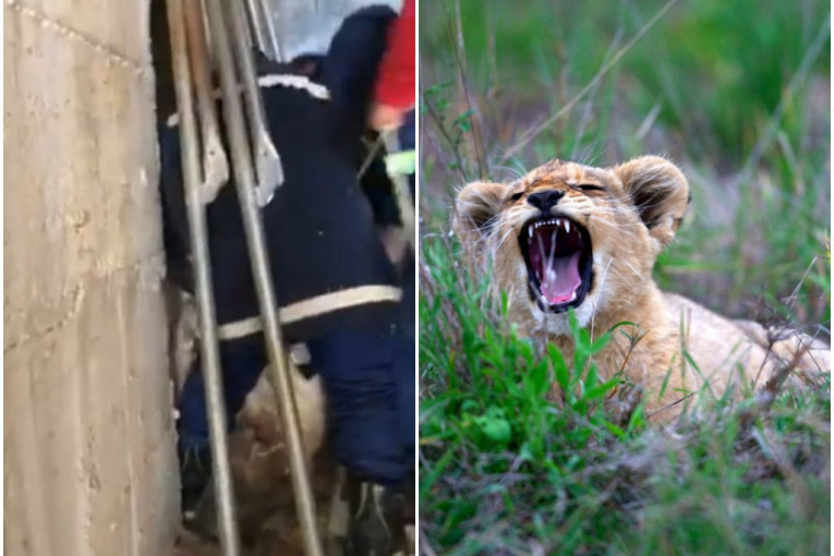 Uhvaćen lav u Budvi: Izmučena životinja izneta iz ruinirane kuće (VIDEO/FOTO)